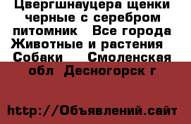 Цвергшнауцера щенки черные с серебром питомник - Все города Животные и растения » Собаки   . Смоленская обл.,Десногорск г.